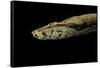 Candoia Paulsoni (Solomon Island Ground Boa)-Paul Starosta-Framed Stretched Canvas