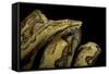 Candoia Paulsoni (Solomon Island Ground Boa)-Paul Starosta-Framed Stretched Canvas