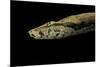 Candoia Paulsoni (Solomon Island Ground Boa)-Paul Starosta-Mounted Photographic Print