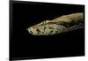 Candoia Paulsoni (Solomon Island Ground Boa)-Paul Starosta-Framed Photographic Print