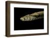 Candoia Paulsoni (Solomon Island Ground Boa)-Paul Starosta-Framed Photographic Print