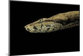 Candoia Paulsoni (Solomon Island Ground Boa)-Paul Starosta-Mounted Photographic Print