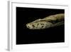 Candoia Paulsoni (Solomon Island Ground Boa)-Paul Starosta-Framed Photographic Print