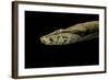 Candoia Paulsoni (Solomon Island Ground Boa)-Paul Starosta-Framed Photographic Print