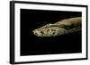 Candoia Paulsoni (Solomon Island Ground Boa)-Paul Starosta-Framed Photographic Print