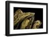 Candoia Paulsoni (Solomon Island Ground Boa)-Paul Starosta-Framed Photographic Print