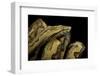 Candoia Paulsoni (Solomon Island Ground Boa)-Paul Starosta-Framed Photographic Print