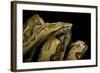 Candoia Paulsoni (Solomon Island Ground Boa)-Paul Starosta-Framed Photographic Print