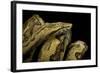Candoia Paulsoni (Solomon Island Ground Boa)-Paul Starosta-Framed Photographic Print