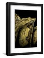 Candoia Paulsoni (Solomon Island Ground Boa)-Paul Starosta-Framed Photographic Print