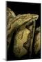 Candoia Paulsoni (Solomon Island Ground Boa)-Paul Starosta-Mounted Photographic Print