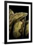 Candoia Paulsoni (Solomon Island Ground Boa)-Paul Starosta-Framed Photographic Print