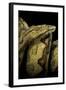 Candoia Paulsoni (Solomon Island Ground Boa)-Paul Starosta-Framed Photographic Print