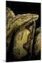 Candoia Paulsoni (Solomon Island Ground Boa)-Paul Starosta-Mounted Photographic Print