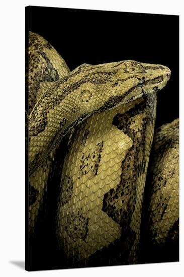 Candoia Paulsoni (Solomon Island Ground Boa)-Paul Starosta-Stretched Canvas