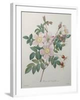 Candolle Rose-Pierre-Joseph Redoute-Framed Art Print