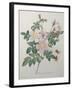 Candolle Rose-Pierre-Joseph Redoute-Framed Art Print