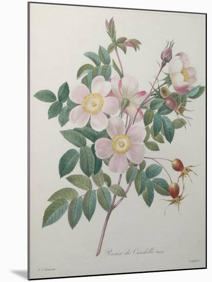 Candolle Rose-Pierre-Joseph Redoute-Mounted Art Print