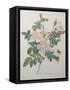 Candolle Rose-Pierre-Joseph Redoute-Framed Stretched Canvas