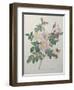 Candolle Rose-Pierre-Joseph Redoute-Framed Art Print