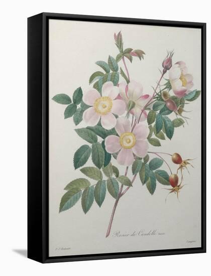 Candolle Rose-Pierre-Joseph Redoute-Framed Stretched Canvas