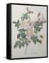 Candolle Rose-Pierre-Joseph Redoute-Framed Stretched Canvas