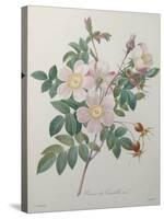 Candolle Rose-Pierre-Joseph Redoute-Stretched Canvas