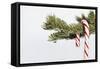 Candy Cane Hanging on Christmas Tree Branch-Monalyn Gracia-Framed Stretched Canvas