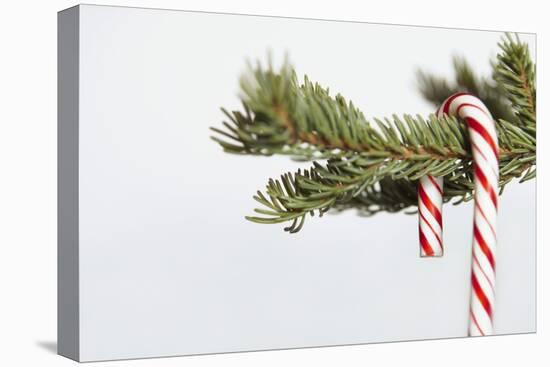Candy Cane Hanging on Christmas Tree Branch-Monalyn Gracia-Stretched Canvas