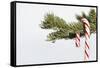 Candy Cane Hanging on Christmas Tree Branch-Monalyn Gracia-Framed Stretched Canvas