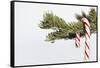 Candy Cane Hanging on Christmas Tree Branch-Monalyn Gracia-Framed Stretched Canvas