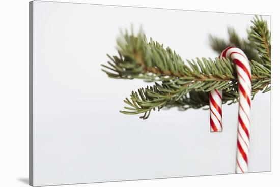 Candy Cane Hanging on Christmas Tree Branch-Monalyn Gracia-Stretched Canvas