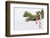 Candy Cane Hanging on Christmas Tree Branch-Monalyn Gracia-Framed Premium Photographic Print