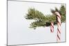 Candy Cane Hanging on Christmas Tree Branch-Monalyn Gracia-Mounted Photographic Print