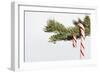 Candy Cane Hanging on Christmas Tree Branch-Monalyn Gracia-Framed Photographic Print