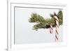 Candy Cane Hanging on Christmas Tree Branch-Monalyn Gracia-Framed Photographic Print