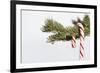 Candy Cane Hanging on Christmas Tree Branch-Monalyn Gracia-Framed Photographic Print