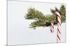 Candy Cane Hanging on Christmas Tree Branch-Monalyn Gracia-Mounted Photographic Print