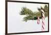 Candy Cane Hanging on Christmas Tree Branch-Monalyn Gracia-Framed Photographic Print