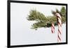 Candy Cane Hanging on Christmas Tree Branch-Monalyn Gracia-Framed Photographic Print