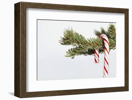 Candy Cane Hanging on Christmas Tree Branch-Monalyn Gracia-Framed Photographic Print