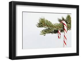 Candy Cane Hanging on Christmas Tree Branch-Monalyn Gracia-Framed Photographic Print