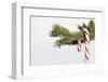 Candy Cane Hanging on Christmas Tree Branch-Monalyn Gracia-Framed Photographic Print