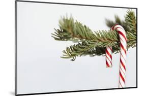 Candy Cane Hanging on Christmas Tree Branch-Monalyn Gracia-Mounted Photographic Print