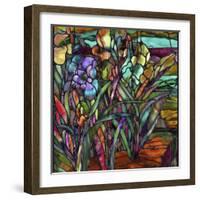 Candy Coated Irises-Mindy Sommers-Framed Giclee Print