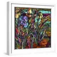 Candy Coated Irises-Mindy Sommers-Framed Giclee Print