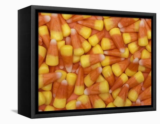 Candy Corn, Washington, USA-Jamie & Judy Wild-Framed Stretched Canvas