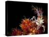 Candy Crab on Red Orange Soft Coral, Sulawesi, Indonesia-null-Stretched Canvas