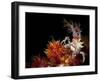 Candy Crab on Red Orange Soft Coral, Sulawesi, Indonesia-null-Framed Photographic Print