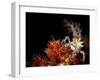 Candy Crab on Red Orange Soft Coral, Sulawesi, Indonesia-null-Framed Photographic Print
